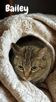 Domestic Short Hair Cats Available for Adoption - Bailey | PetCurious