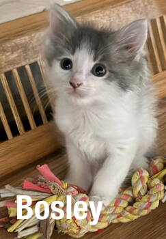 Rescue Domestic Medium Hair Cats for Adoption in Duluth, Minnesota - Bosley | PetCurious