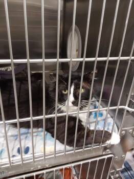 2026-05-170 Tuckie -  Domestic Short Hair Cat for Adoption in Winder, Georgia - 2026-05-170 Tuckie | PetCurious