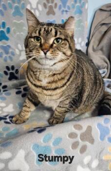 Domestic Short Hair Cats Available for Adoption - Stumpy | PetCurious