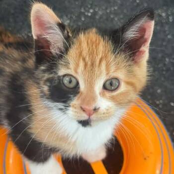 Pele -  Calico Cat for Adoption in Grand Rapids, Michigan - Pele | PetCurious