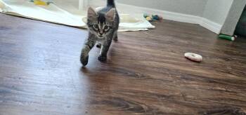 Domestic Medium Hair Cats Available for Adoption in Brooksville, Florida - William | PetCurious
