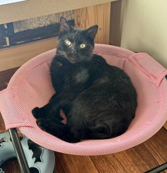 Beatrice -  Domestic Short Hair Cat for Adoption in North Tonawanda, New York - Beatrice | PetCurious