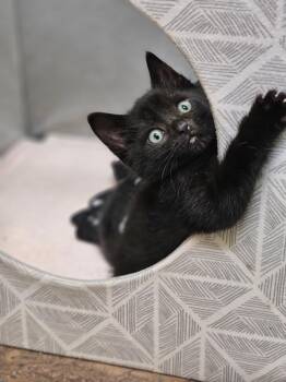 Rescue Domestic Short Hair Cats for Adoption in Riverbank, New Brunswick - Midas | PetCurious