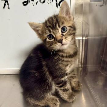 Foal -  Domestic Short Hair Cat for Adoption in Cody, Wyoming - Foal | PetCurious