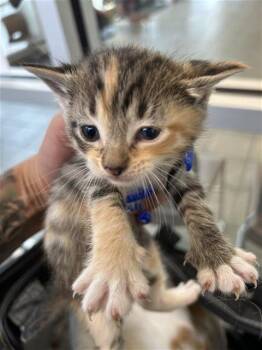 GUINEVERE -  Domestic Short Hair Cat for Adoption in San Antonio, Texas - GUINEVERE | PetCurious