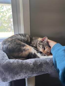 Rescue Torbie and Calico Cats for Adoption in Kennebunk, Maine - NALAH | PetCurious