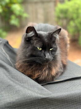 Rescue Norwegian Forest Cat and Domestic Long Hair Cats for Adoption in Hillsboro, Oregon - COSMO #1713 - Offered By Owner - In/out | PetCurious