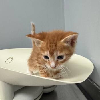 Domestic Short Hair Cats Available for Adoption in Columbus, Georgia - Country | PetCurious