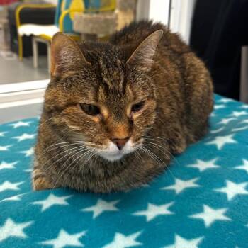 Sara -  Domestic Short Hair Cat for Adoption in Wheeling, Illinois - Sara | PetCurious