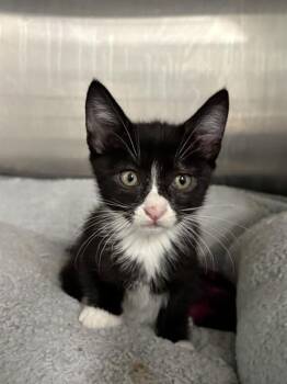 POLO -  Domestic Short Hair Cat for Adoption in Fremont, California - POLO | PetCurious