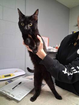 Leon -  Domestic Short Hair Cat for Adoption in Cincinnati, Ohio - Leon | PetCurious