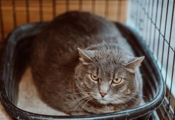 Rescue Domestic Short Hair Cats for Adoption in Le Mars, Iowa - Ricky Also Known As Ricky Mantel | PetCurious