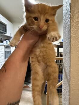 Rescue Domestic Short Hair Cats for Adoption in Albuquerque, New Mexico - Toffee | PetCurious