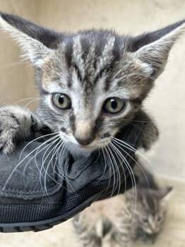 salty -  Domestic Short Hair Cat for Adoption in Victorville, California - Salty | PetCurious