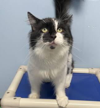 Bigfoot -  Domestic Medium Hair Cat for Adoption in Champaign, Illinois - Bigfoot | PetCurious
