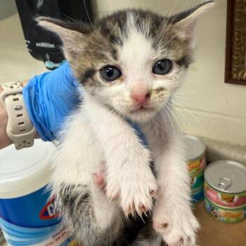 Ava 26-10-110 -  Domestic Short Hair Cat for Adoption in Bastrop, Texas - Ava 26-10-110 | PetCurious
