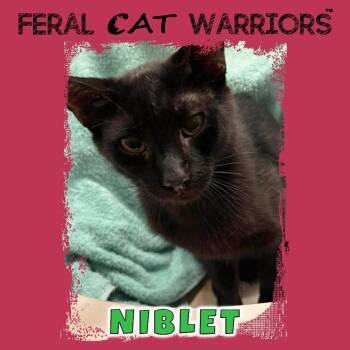 Niblet -  Domestic Short Hair Cat for Adoption in Kingman, Arizona - Niblet | PetCurious