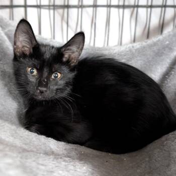 Emily -  American Shorthair Cat for Adoption in Trophy Club, Texas - Emily | PetCurious