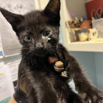 Houdini -  Domestic Medium Hair Cat for Adoption in Chattanooga, Tennessee - Houdini | PetCurious