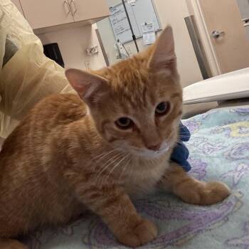 Blaze -  Domestic Short Hair Cat for Adoption in Murray, Utah - Blaze | PetCurious