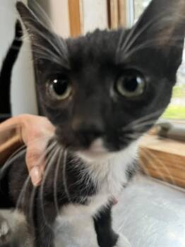 Davis -  Domestic Short Hair Cat for Adoption in Dayton, Minnesota - Davis | PetCurious