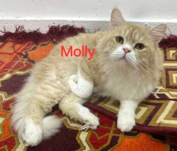 Rescue Persian Cats for Adoption in Snow Hill, Maryland - Molly | PetCurious