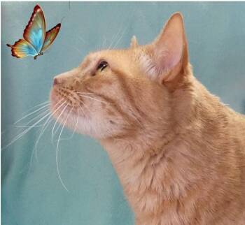 NOLA -  Tabby and Domestic Short Hair Cat for Adoption in Pasadena, California - NOLA | PetCurious