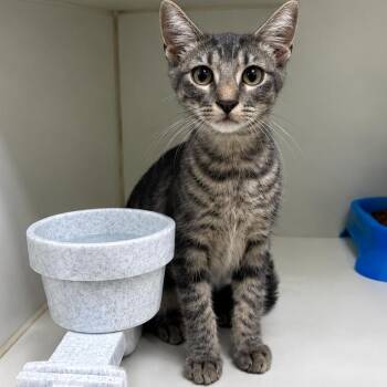 Cairo -  American Shorthair Cat for Adoption in Pine Bluff, Arkansas - Cairo | PetCurious