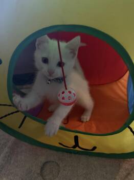 Domestic Short Hair Cats Available for Adoption in San Jose, California - Abra (bonded W/Kadabra) | PetCurious
