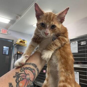 1195-C26 -  Domestic Short Hair Cat for Adoption in Port Charlotte, Florida - 1195-C26 | PetCurious