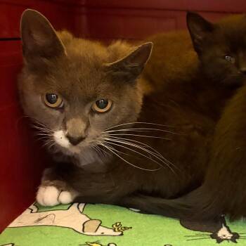 Cookie -  Domestic Short Hair Cat for Adoption in Philadelphia, Pennsylvania - Cookie | PetCurious
