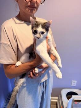 Mooose -  Domestic Short Hair Cat for Adoption in Shrewsbury, Massachusetts - Mooose | PetCurious