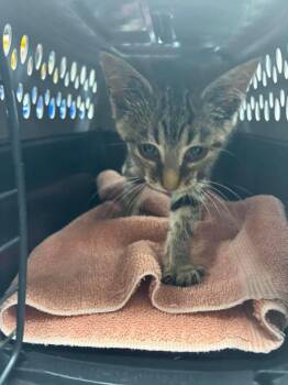 Spangle -  Domestic Short Hair Cat for Adoption in Van Wert, Ohio - Spangle | PetCurious