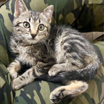 Beetle LaGiglia -  Domestic Short Hair Cat for Adoption in Eagle Mountain, Utah - Beetle LaGiglia | PetCurious
