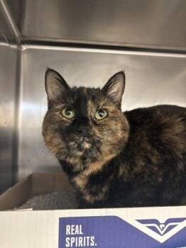 Domestic Short Hair Cats Available for Adoption - Mochadoodle | PetCurious