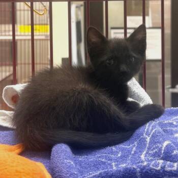 Rhombus -  Domestic Short Hair Cat for Adoption in Cheyenne, Wyoming - Rhombus | PetCurious