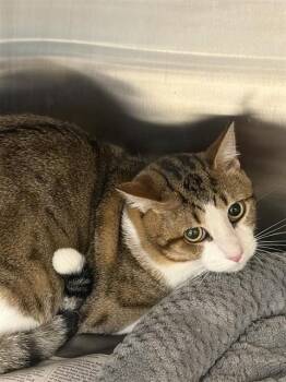 BILLY -  Domestic Medium Hair Cat for Adoption in Houston, Texas - BILLY | PetCurious