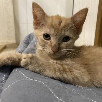 Dorito -  Domestic Short Hair Cat for Adoption in Rocky Mount, Virginia - Dorito | PetCurious