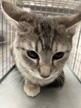 Domestic Short Hair Cats Available for Adoption in Las Vegas, Nevada - BABY BOOTS | PetCurious