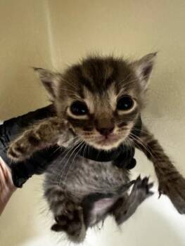 Domestic Short Hair Cats Available for Adoption in Fremont, California - A198130 | PetCurious
