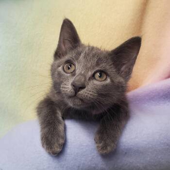 Sugar -  Domestic Short Hair Cat for Adoption in Marseilles, Illinois - Sugar | PetCurious