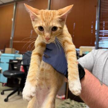 Weasley -  Domestic Short Hair Cat for Adoption in Birmingham, Alabama - Weasley | PetCurious