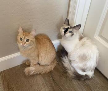 Rustie Wigglebottom -  Domestic Medium Hair and Tabby Cat for Adoption in Chandler, Arizona - Rustie Wigglebottom | PetCurious