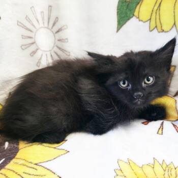 Pelican -  Domestic Short Hair Cat for Adoption in Mt. Juliet, Tennessee - Pelican | PetCurious