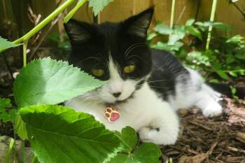 Velma (Lady) -  Domestic Short Hair Cat for Adoption in Silver Spring, Maryland - Velma (Lady) | PetCurious