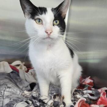 Ferdinand -  Domestic Short Hair Cat for Adoption in Carsonville, Michigan - Ferdinand | PetCurious