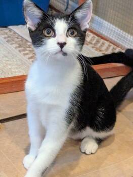 Rescue Domestic Short Hair Cats for Adoption in Lake Ronkonkoma, New York - Wren | PetCurious