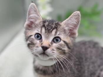 Domestic Short Hair Cats Available for Adoption - Aster | PetCurious