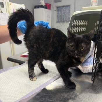 Rescue Domestic Short Hair Cats for Adoption in Summerville, South Carolina - Munchie @ Pet Supermarket On Bacon's Bridge Road | PetCurious